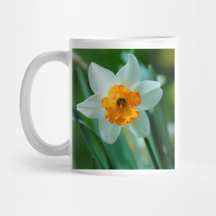 White And Yellow Narcissus Flower Mug